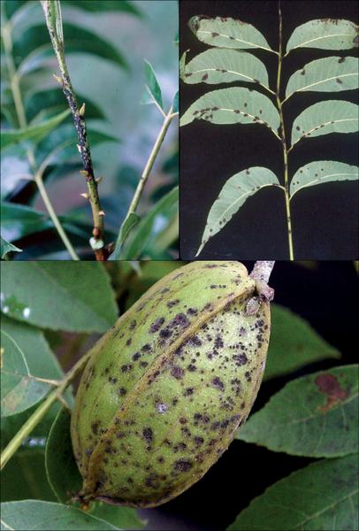 Figure 25.  Pecan scab occurs on the petioles, leaves, and devel